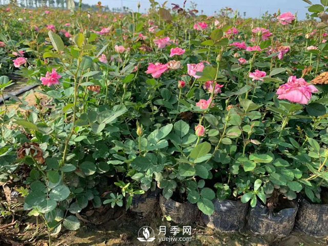 南陽營養(yǎng)缽月季苗多少錢？2021年盆栽月季價(jià)格，盆花月季批發(fā)價(jià)格(圖1)