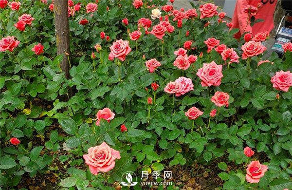 月季在花壇中該如何運(yùn)用？(圖4)