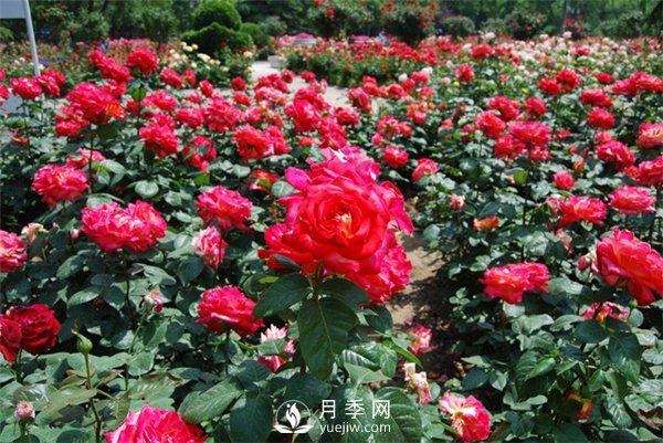 城市綠化帶內(nèi)為何喜歡種植月季花？(圖1)