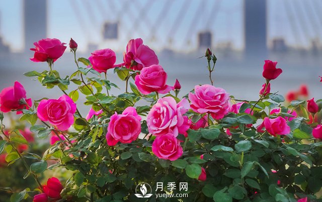 以花為媒——南陽(yáng)月季享譽(yù)四海(圖2)