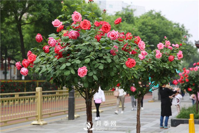 以花為媒——南陽(yáng)月季享譽(yù)四海(圖3)