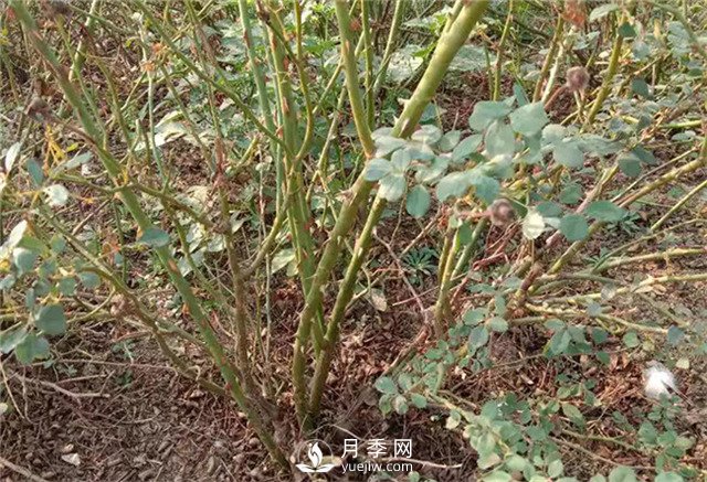 月季苗價格多少一棵？南陽月季種植基地報價(圖3)