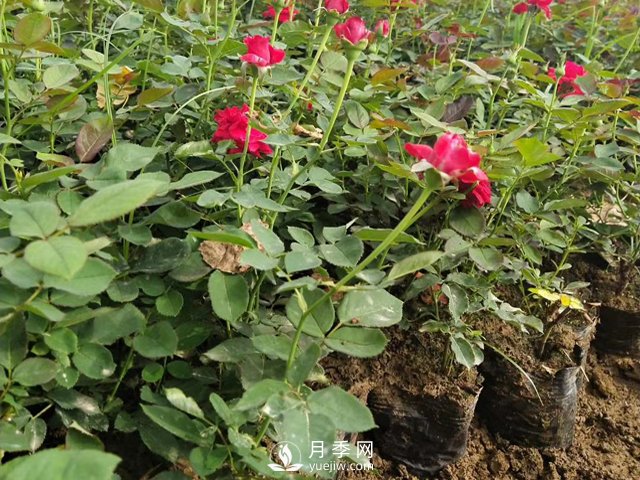 月季苗價格多少一棵？南陽月季種植基地報價(圖1)