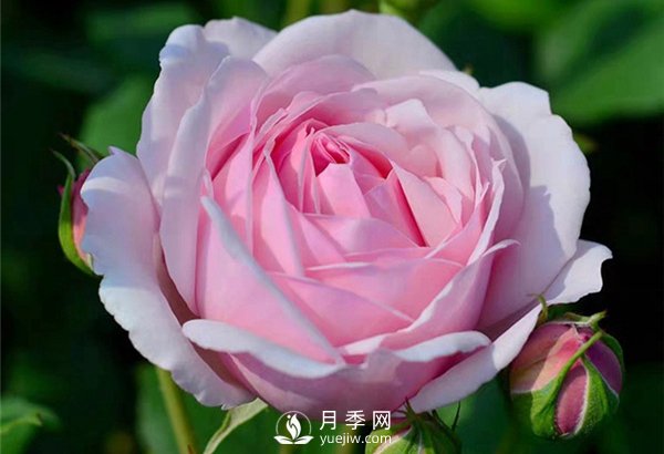 月季施肥有哪些注意事項？月季網告訴你(圖1)