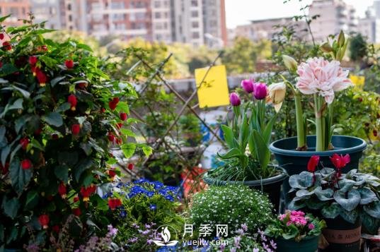 冬去春來，氣溫升高，期待花趕快打開(圖1)
