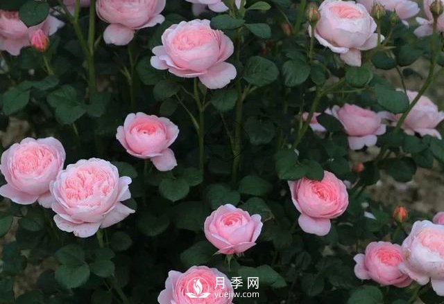 什么月季品種***有仙氣？當屬瑞典女王月季(圖1)