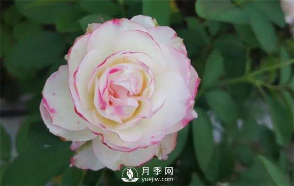施肥、陽(yáng)光、修剪，做好三點(diǎn)，月季花月月爆盆(圖1)