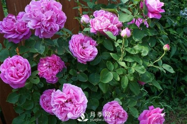 月季花花苞有綠色小蟲(chóng)怎么辦？(圖1)