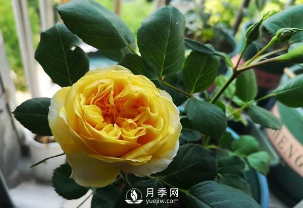 月季四年苗需要多大的花盆？(圖1)