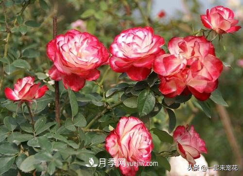 新年養(yǎng)盆香水月季，花朵香飄滿屋，陽臺盆栽佳品(圖2)
