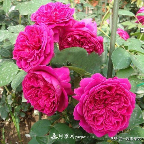 新年養(yǎng)盆香水月季，花朵香飄滿屋，陽臺盆栽佳品(圖3)