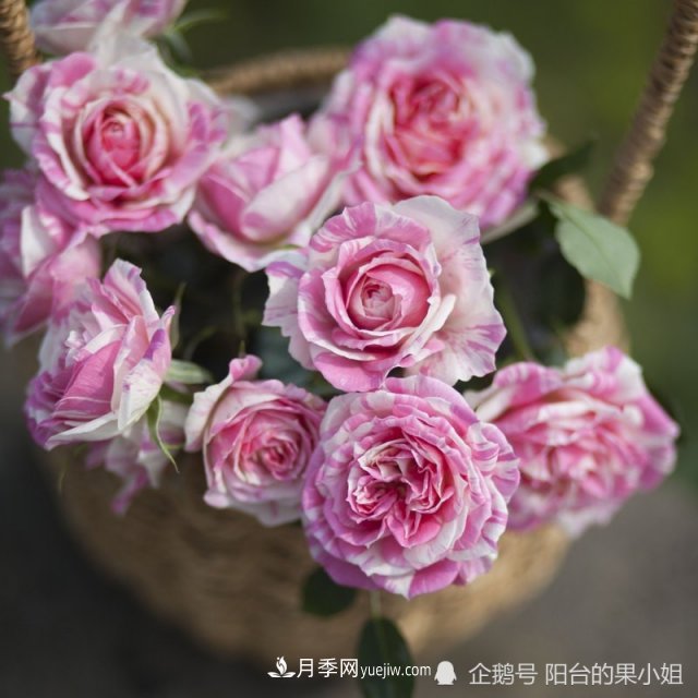 條紋系的月季，你***愛(ài)哪一種(圖8)