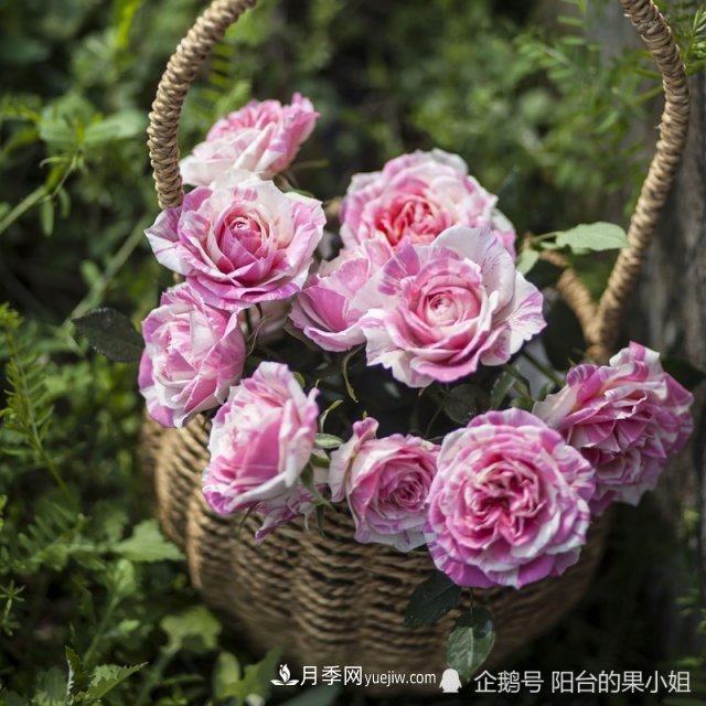條紋系的月季，你***愛(ài)哪一種(圖9)