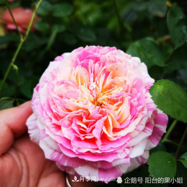 條紋系的月季，你***愛(ài)哪一種(圖3)