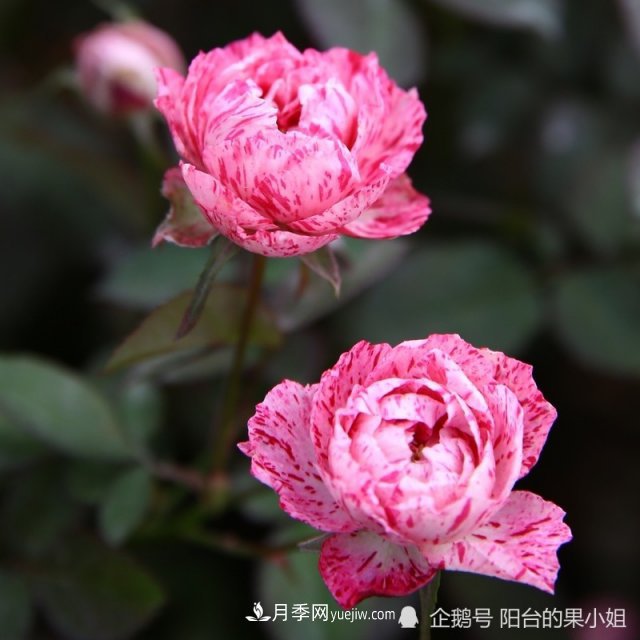 條紋系的月季，你***愛(ài)哪一種(圖1)