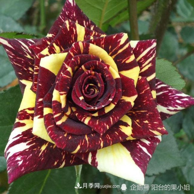 條紋系的月季，你***愛(ài)哪一種(圖11)