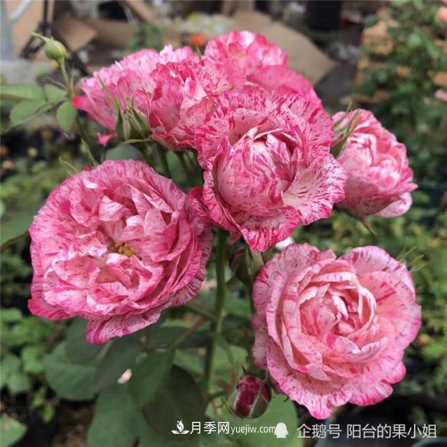 條紋系的月季，你***愛(ài)哪一種(圖2)