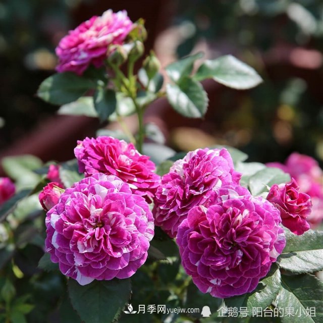 條紋系的月季，你***愛(ài)哪一種(圖6)