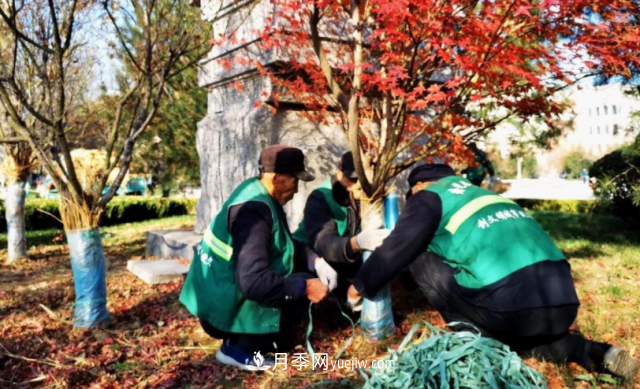 苗木防寒，老苗木人都會疏忽的地方要注意(圖2)