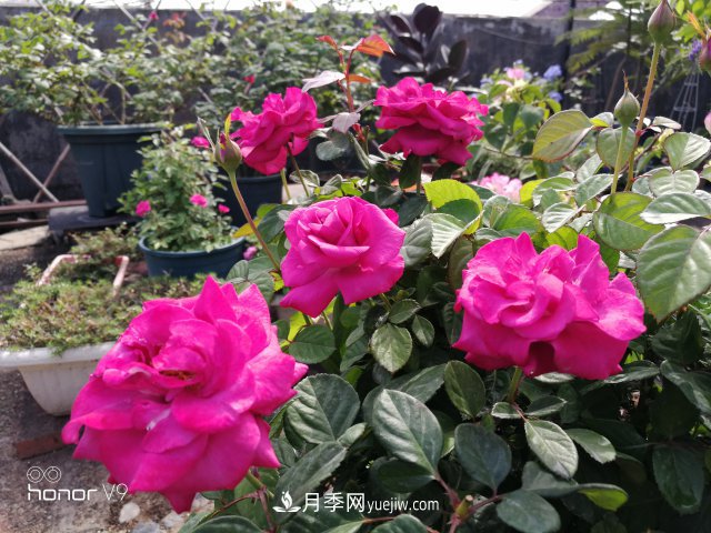 月季入門品種推薦：藍(lán)紫色的藍(lán)色風(fēng)暴和冥王星陽(yáng)臺(tái)(圖4)