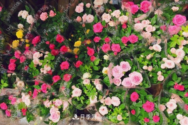 中國6大花市，全國花卉批發(fā)市場介紹(圖6)