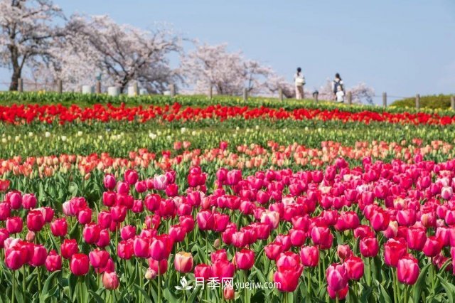 中國6大花市，全國花卉批發(fā)市場介紹(圖5)