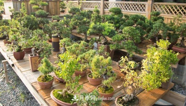 中國6大花市，全國花卉批發(fā)市場介紹(圖4)