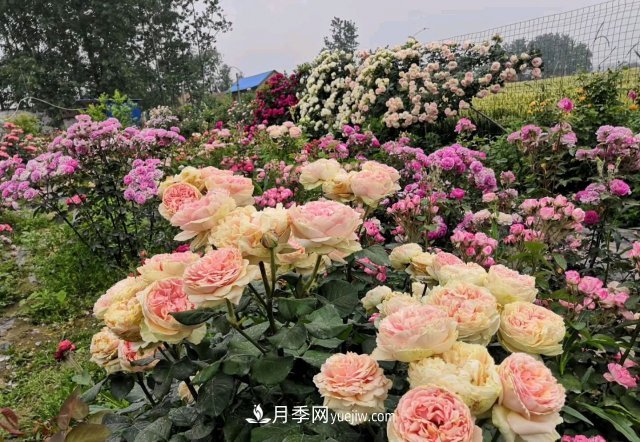 花泥扦插月季，不用假植存活率高，基質(zhì)還能自然降解很環(huán)保(圖2)