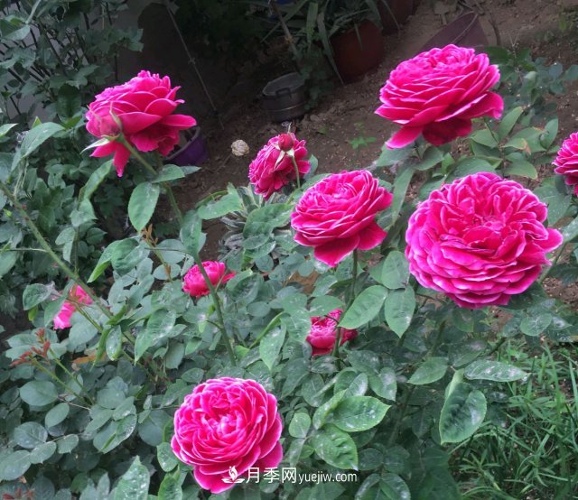 花泥扦插月季，不用假植存活率高，基質(zhì)還能自然降解很環(huán)保(圖1)
