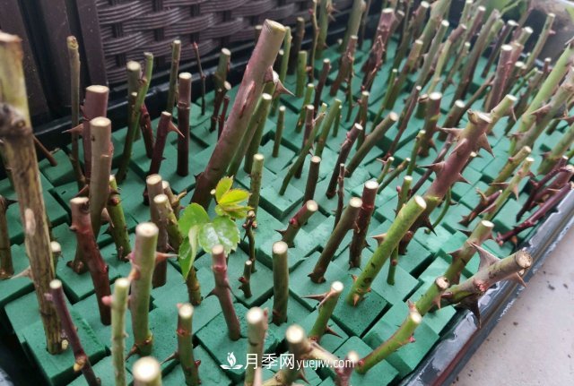 花泥扦插月季，不用假植存活率高，基質(zhì)還能自然降解很環(huán)保(圖3)