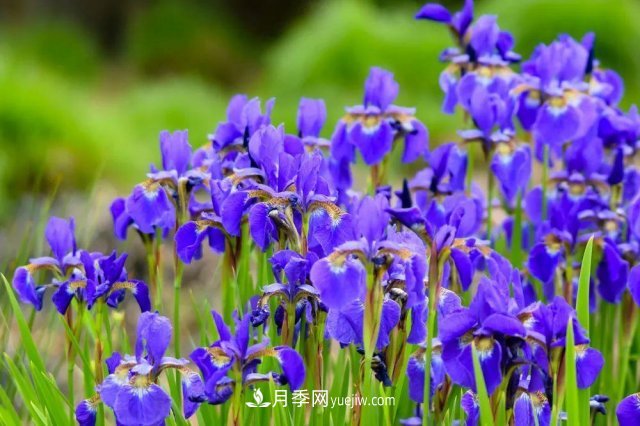 2021，十二生肖的運(yùn)勢(shì)，養(yǎng)什么花***旺？(圖4)