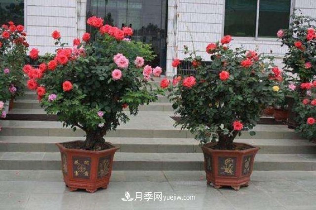 月季花姿色多樣！學(xué)習(xí)催花技巧，一年四季都開花(圖1)