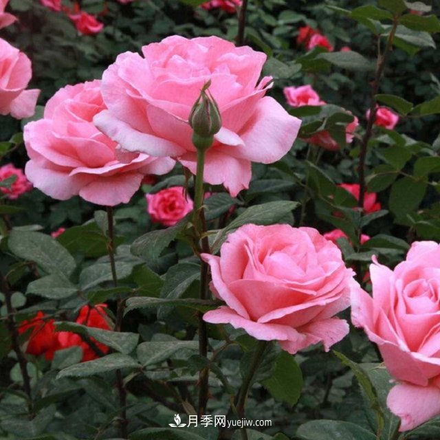 月季花姿色多樣！學(xué)習(xí)催花技巧，一年四季都開花(圖4)