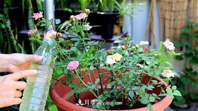 月季花姿色多樣！學(xué)習(xí)催花技巧，一年四季都開花(圖5)