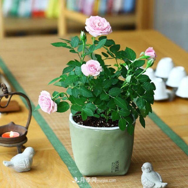 月季花姿色多樣！學(xué)習(xí)催花技巧，一年四季都開花(圖3)