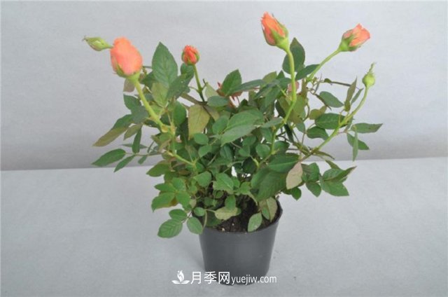 月季花姿色多樣！學(xué)習(xí)催花技巧，一年四季都開花(圖2)