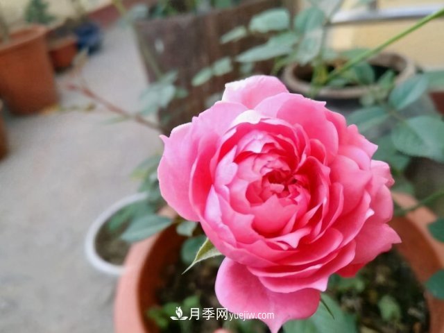 月季別亂買了，送你一份清單，都是經(jīng)典好品種(圖5)