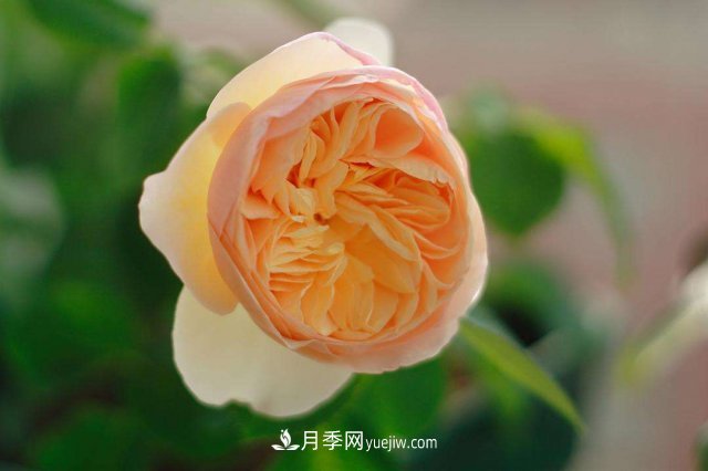 月季別亂買了，送你一份清單，都是經(jīng)典好品種(圖3)