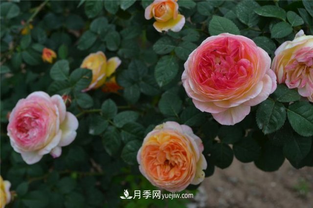 月季別亂買了，送你一份清單，都是經(jīng)典好品種(圖4)