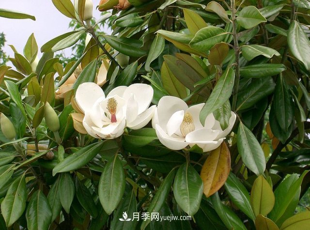 南陽玉蘭三姐妹：中土原生白玉蘭與紫玉蘭，北美舶來洋玉蘭(圖5)