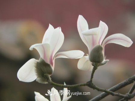 南陽玉蘭三姐妹：中土原生白玉蘭與紫玉蘭，北美舶來洋玉蘭(圖4)