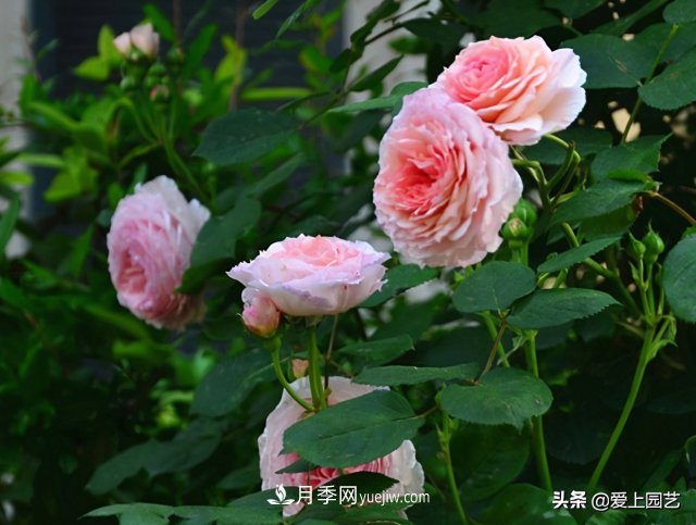 藤月盤扎時經(jīng)常扎的手疼，推薦無刺的藤本月季品種(圖2)
