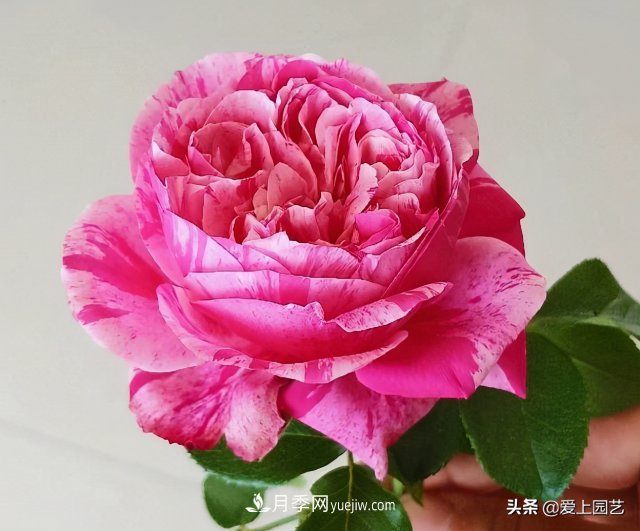 藤月盤扎時經(jīng)常扎的手疼，推薦無刺的藤本月季品種(圖1)