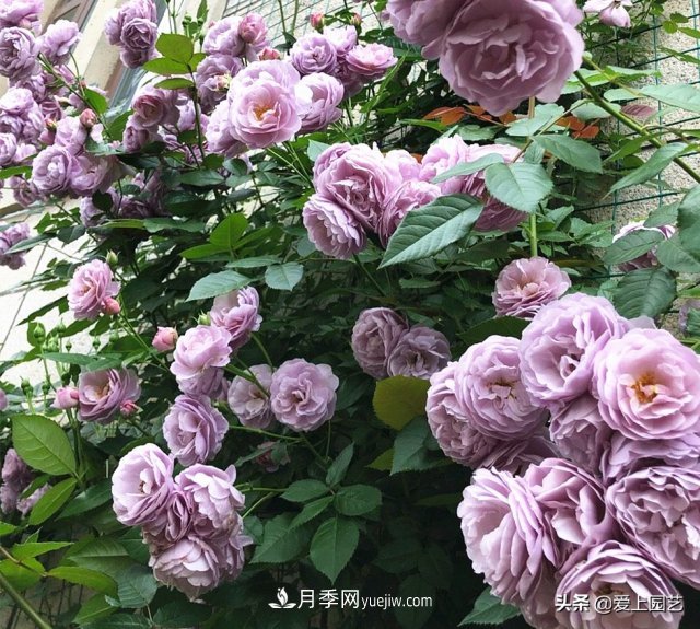 藤月盤扎時經(jīng)常扎的手疼，推薦無刺的藤本月季品種(圖5)