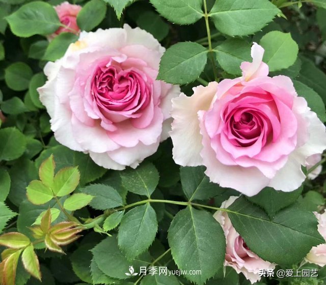 藤月盤扎時經(jīng)常扎的手疼，推薦無刺的藤本月季品種(圖4)
