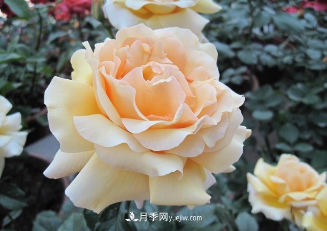 月季常見的病蟲害問題！月季這么養(yǎng)，芬芳留給你(圖3)