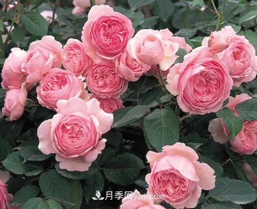 藤本月季優(yōu)秀品種！除了龍沙寶石，還有此六種推薦(圖7)