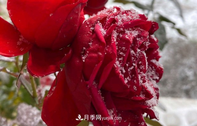 冬季的月季，花瓣鋪滿雪，似白糖，舔一口甜蜜蜜(圖3)