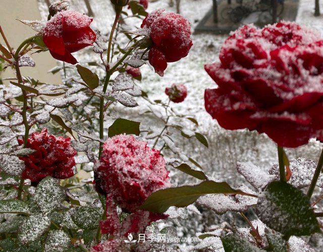 冬季的月季，花瓣鋪滿雪，似白糖，舔一口甜蜜蜜(圖1)