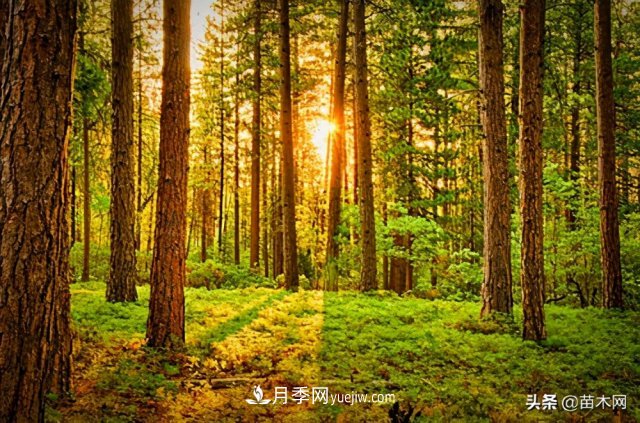 注意，苗木休眠期不僅只有冬天(圖3)